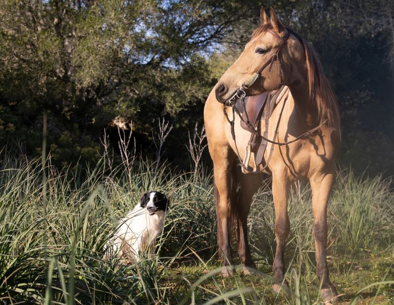 Finca Llevant: Mallorca in all its diversity