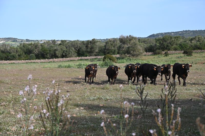 Finca Llevant: Mallorca in all its diversity