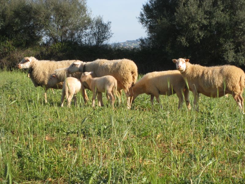Finca Llevant: Mallorca in all its diversity