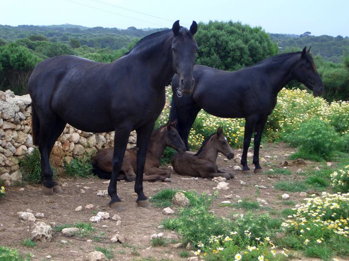 Menorca Star Rides with Comfort