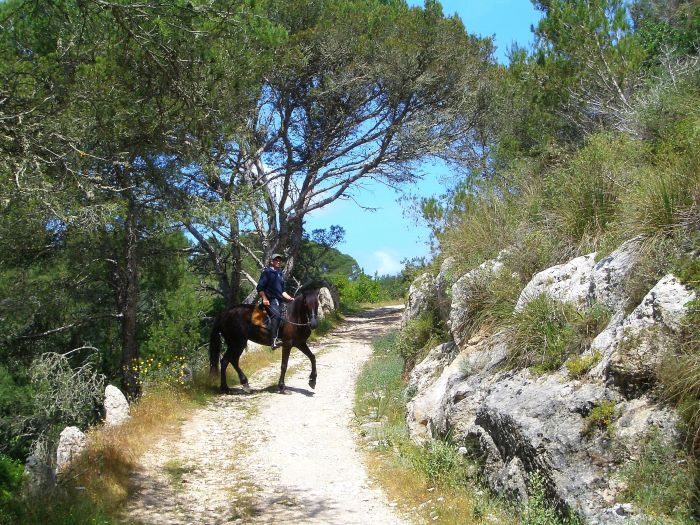 Menorca Star Rides with Comfort