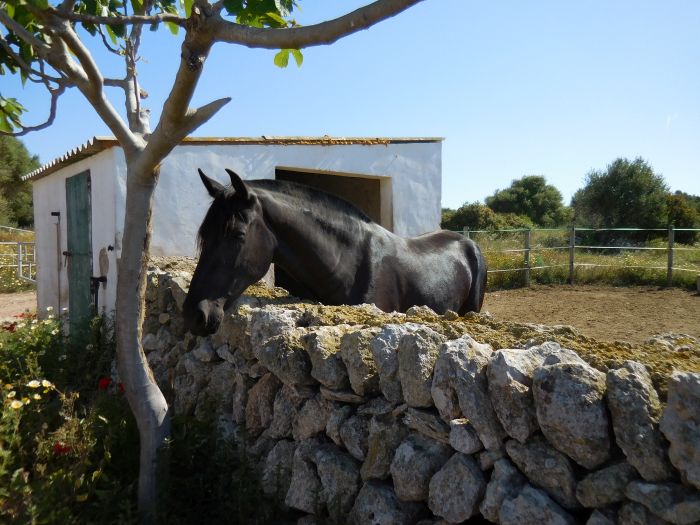 Menorca Star Rides with Comfort