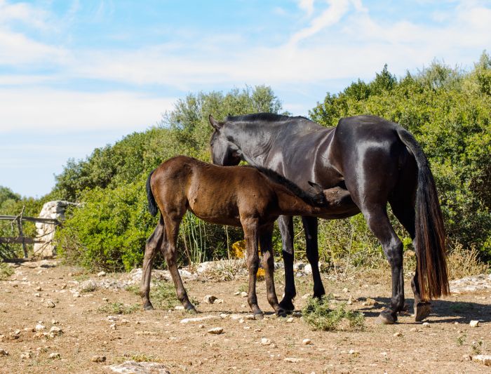 Menorca Star Rides with Comfort