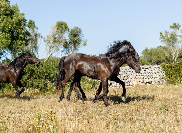 Menorca Star Rides with Comfort