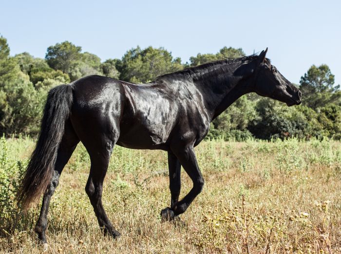 Menorca Star Rides with Comfort