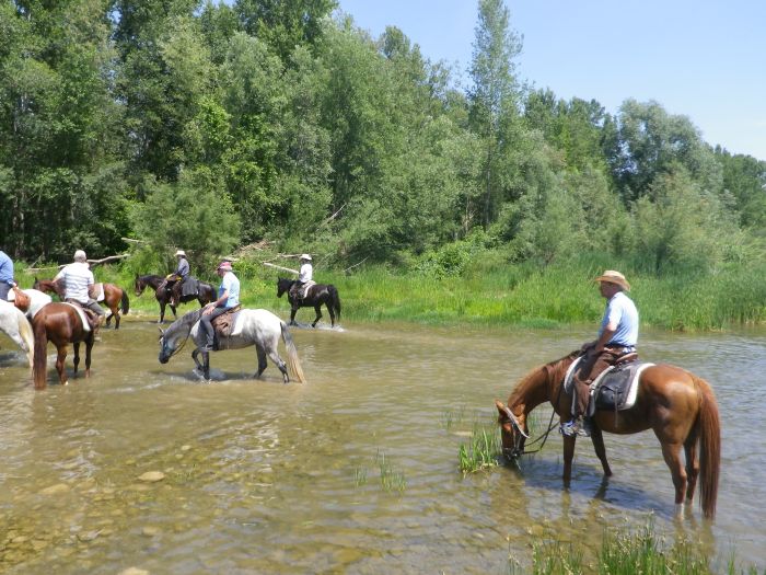 Pyrenees Cattle Drive