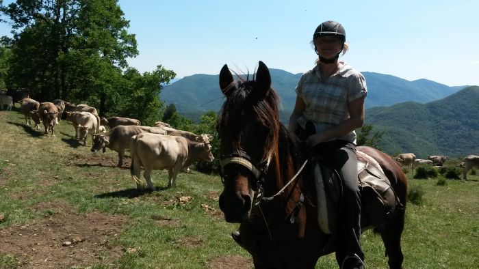 Pyrenees Cattle Drive