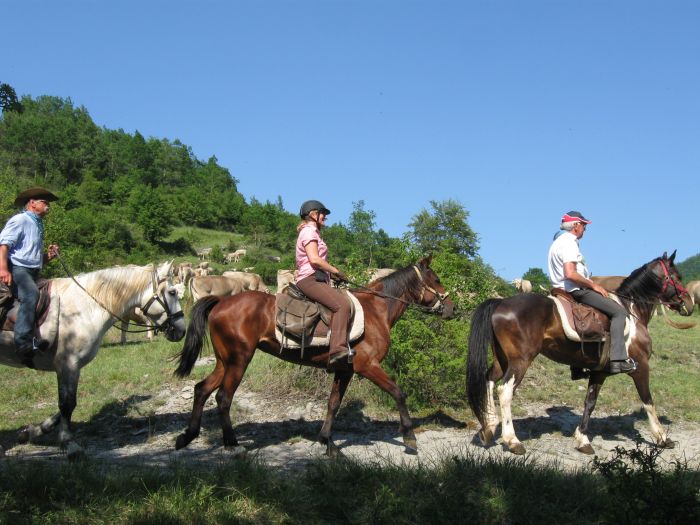 Pyrenees Cattle Drive