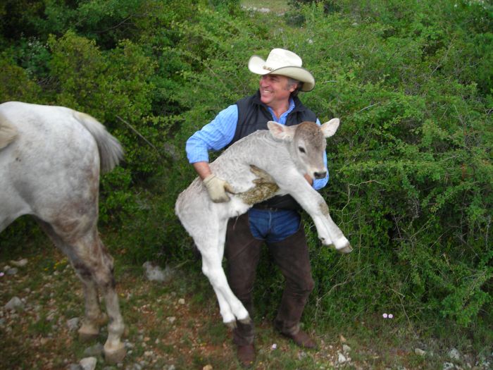 Pyrenees Cattle Drive