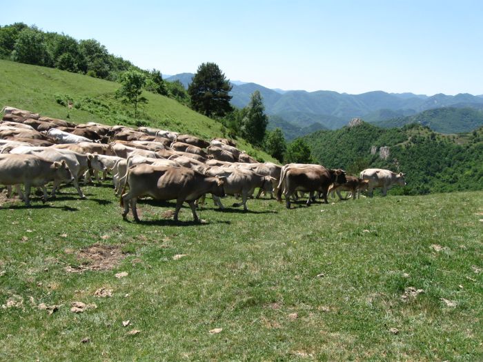 Pyrenees Cattle Drive