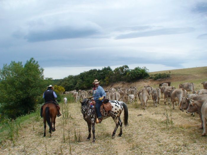 Pyrenees Cattle Drive