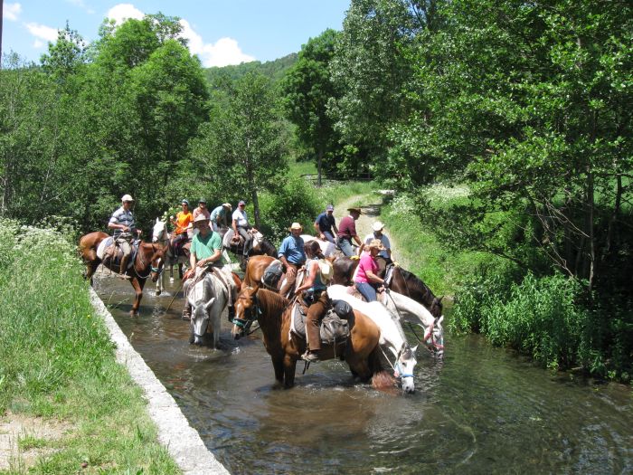 Pyrenees Cattle Drive