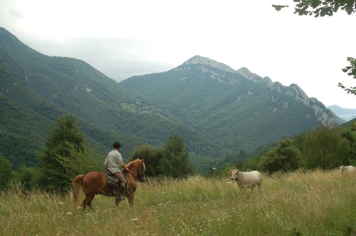Pyrenees Cattle Drive