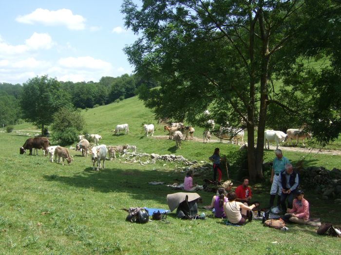Pyrenees Cattle Drive