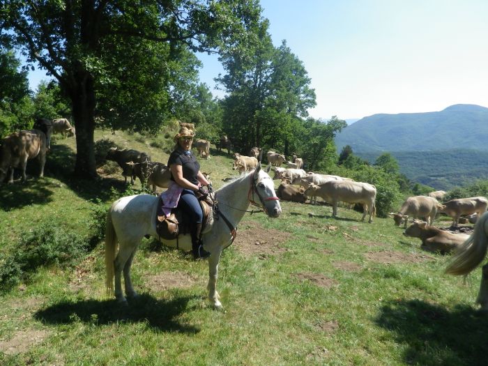 Pyrenees Cattle Drive