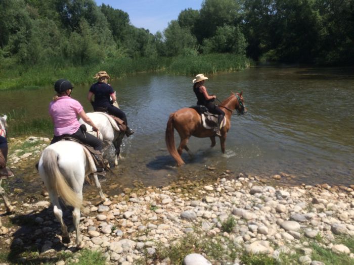 Pyrenees Cattle Drive