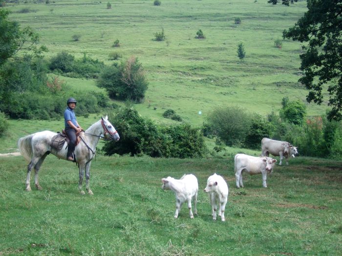 Pyrenees Cattle Drive