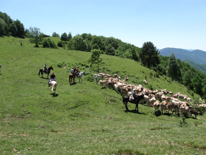Pyrenees Cattle Drive