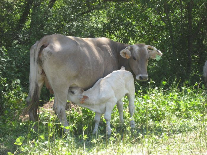 Pyrenees Cattle Drive
