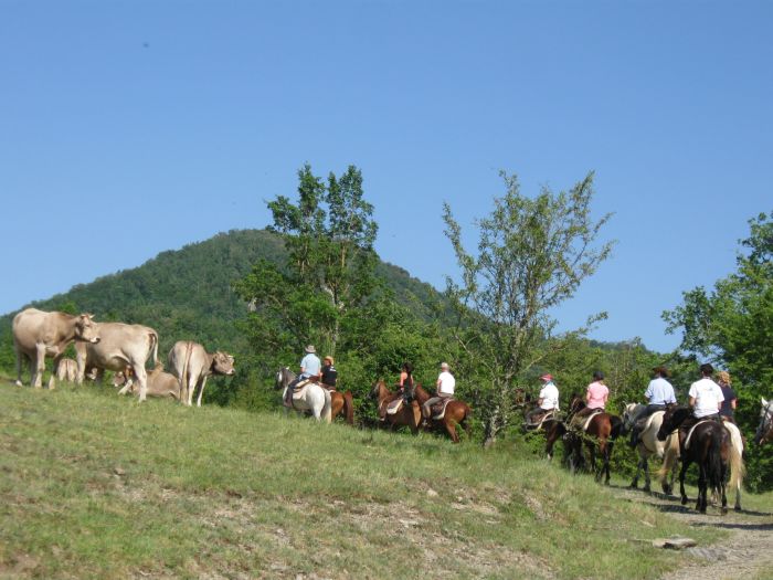 Pyrenees Cattle Drive