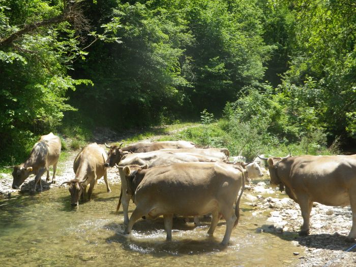 Pyrenees Cattle Drive