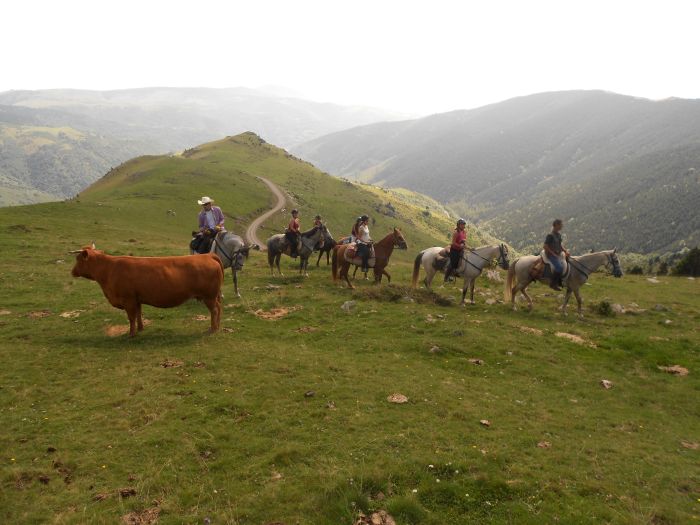 Pyrenees Cattle Drive