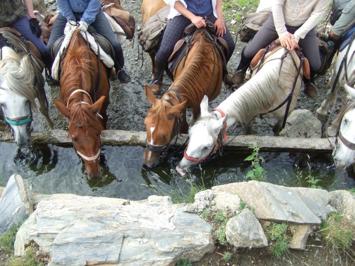 Pyrenees Cattle Drive
