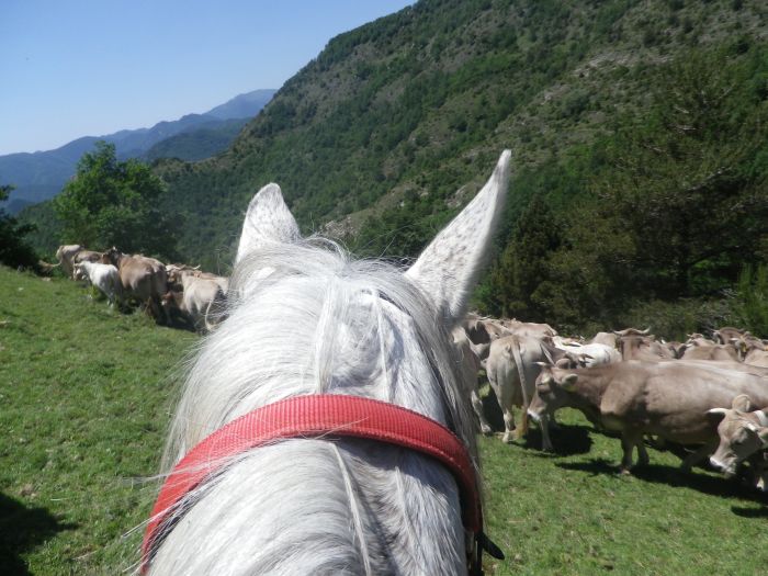 Pyrenees Cattle Drive