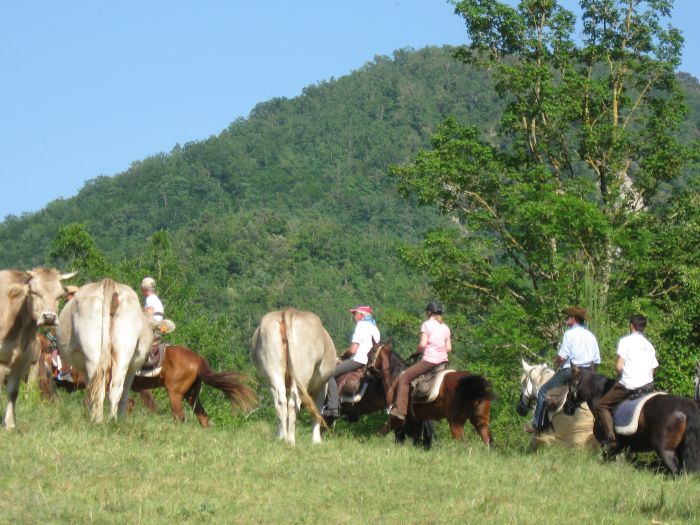 Pyrenees Cattle Drive