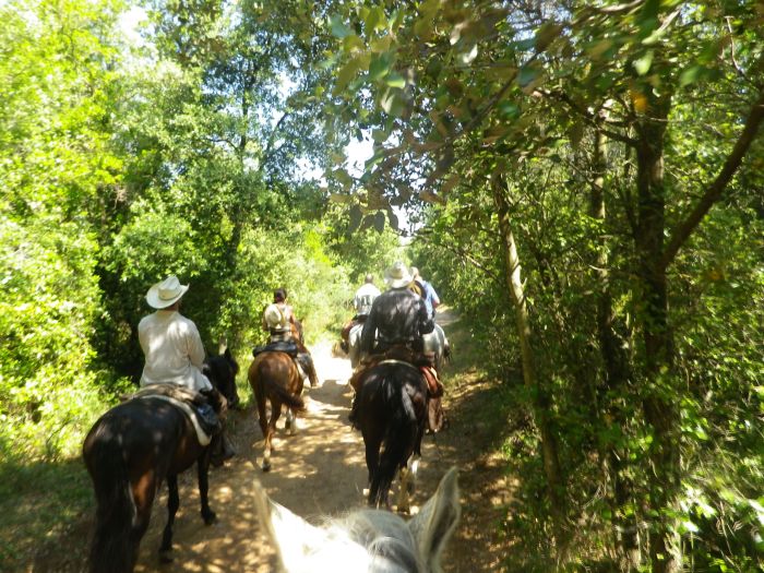 Pyrenees Cattle Drive